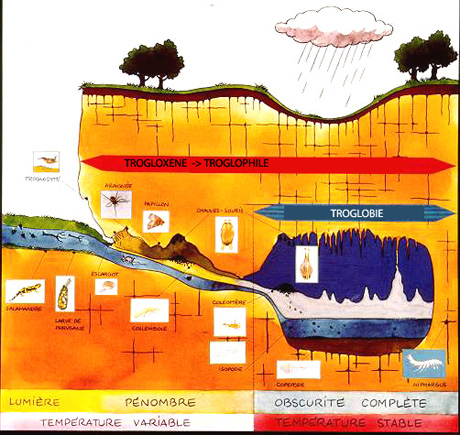 schéma d'un écosystème souterrain