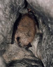 photo d'un vespertillon en hibernation