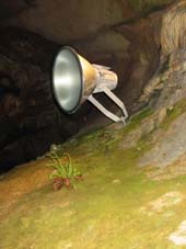 photo d'une Lamp flora dans un grotte touristique