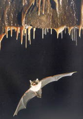 photo de chauve-souris