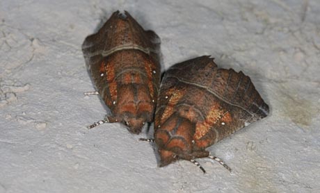 photo de papillons cavernicoles