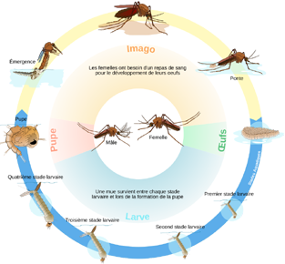 Cycle du moustique