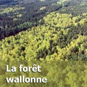 La forêt wallonne