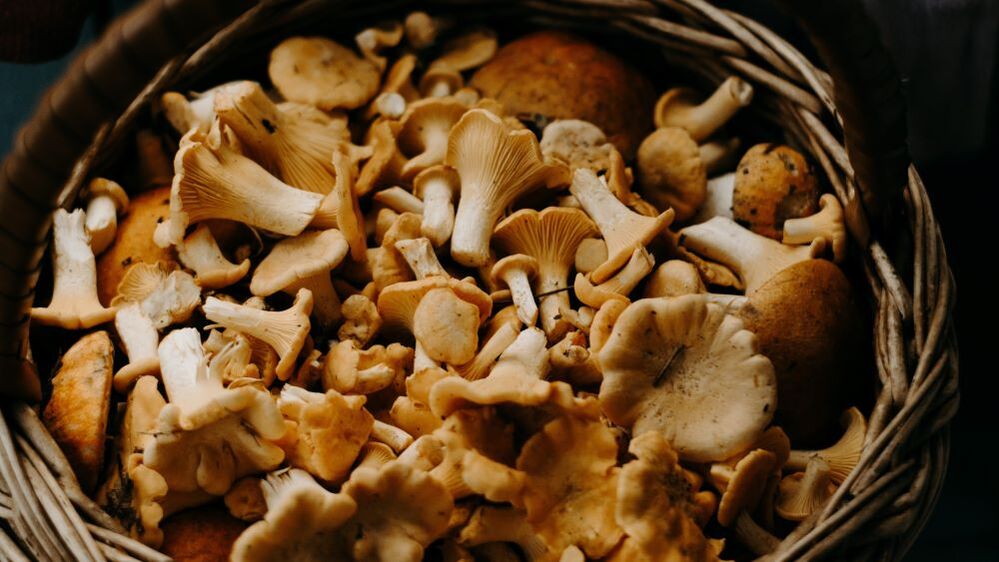 La cueillette des champignons autorisée, c'est vrai ça ?