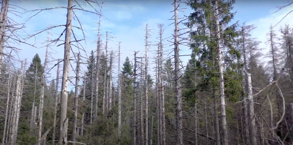 21 mars : Journée internationale des forêts – Préserver nos forêts face aux changements climatiques