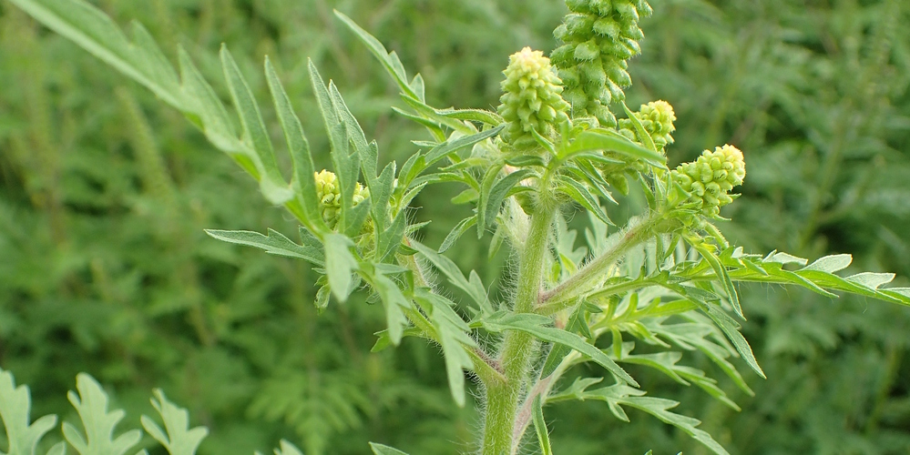 Journée de lutte contre l’ambroisie, plante envahissante et très allergisante !