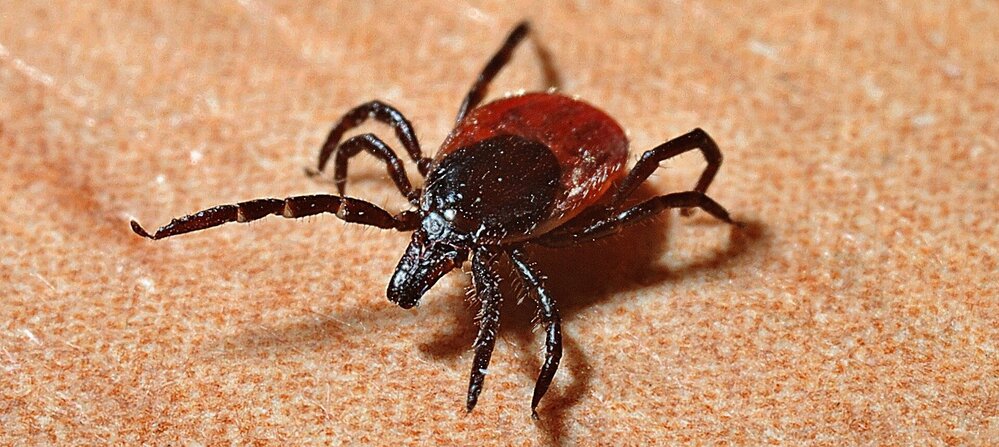 Attention aux tiques !