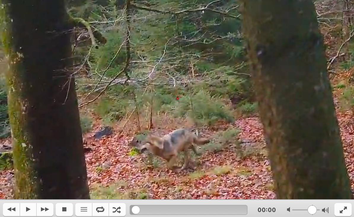 copyright_Quentin_MAROTTE.mp4