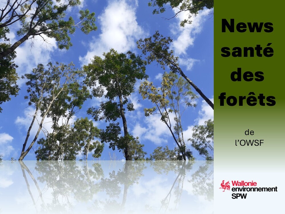 Taches noires sur tronc de hêtre