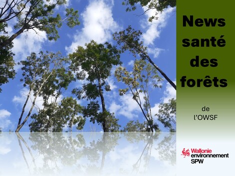 Actualité: Taches noires sur tronc de hêtre