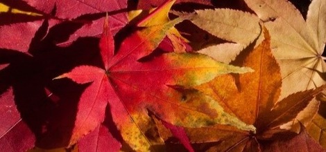 Actualité: Feuilles mortes au jardin, que faire ?