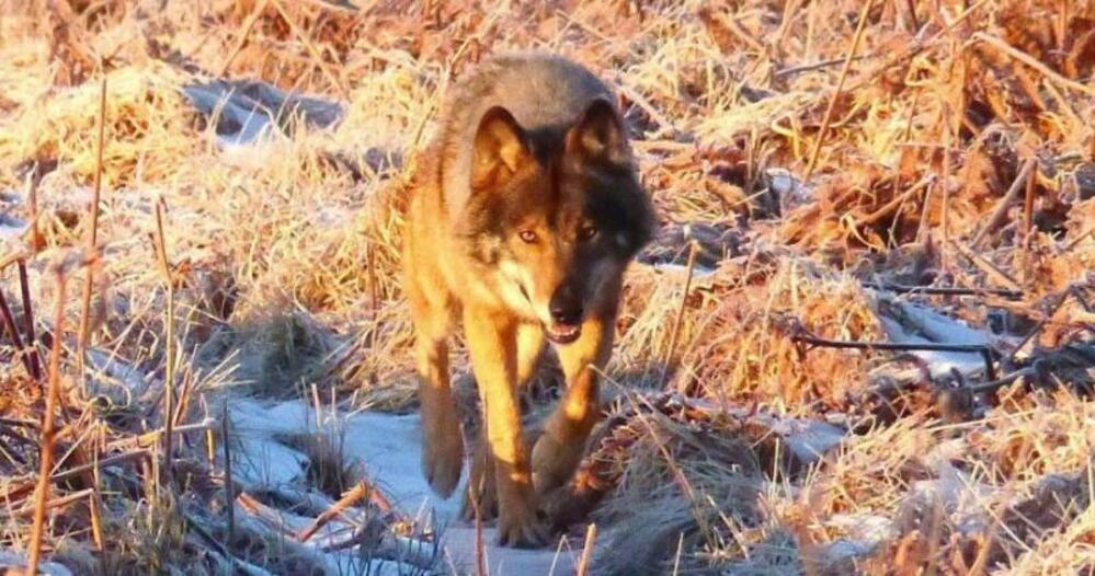 Un couple de loups identifié en forêt de Saint-Michel Freyr