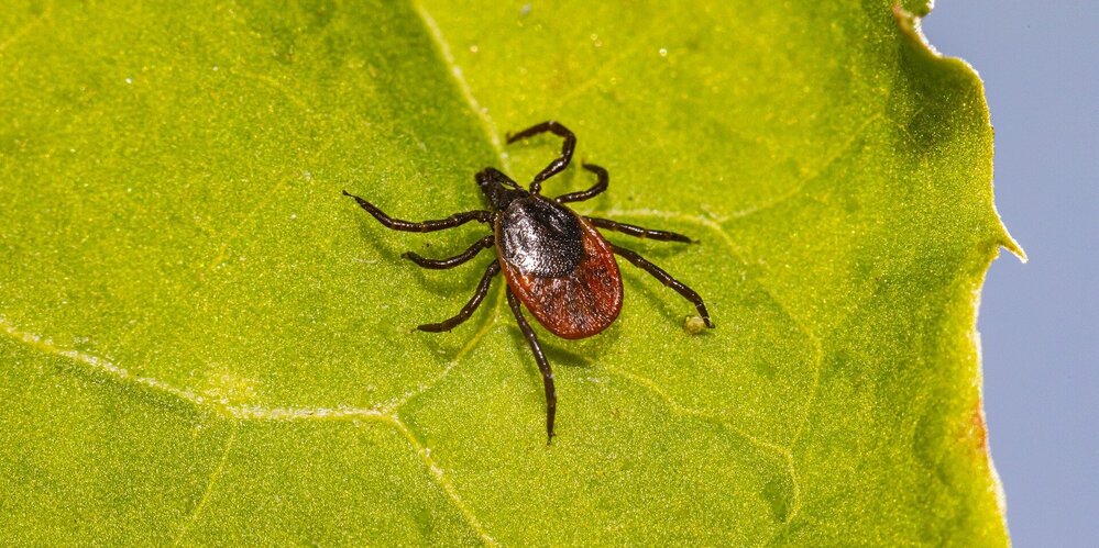 Des tiques dans votre jardin ?