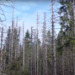 21 mars : Journée internationale des forêts – Préserver nos forêts face aux changements climatiques