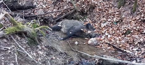 Ill. Premier cas de peste porcine africaine chez un sanglier en Rhénanie-du-Nord-Westphalie