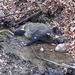 Premier cas de peste porcine africaine chez un sanglier en Rhénanie-du-Nord-Westphalie