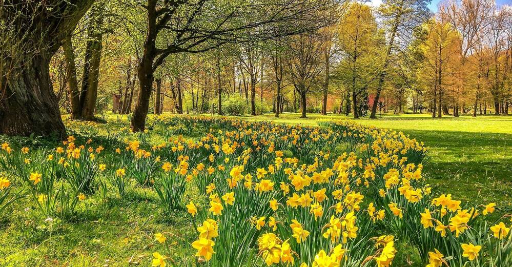 Jonquilles en Wallonie : admirez-les en toute conscience