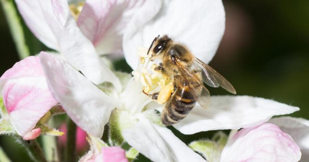 Stratégie « Biodiversité 360° » : enquête publique