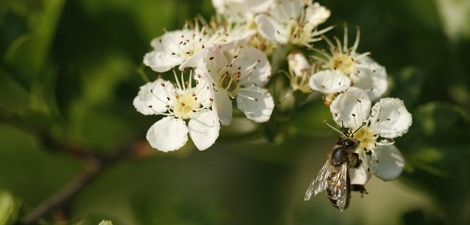 Ill. La Wallonie vous offre entre 500 et 8 000 plants !