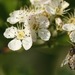 La Wallonie vous offre entre 500 et 8 000 plants !