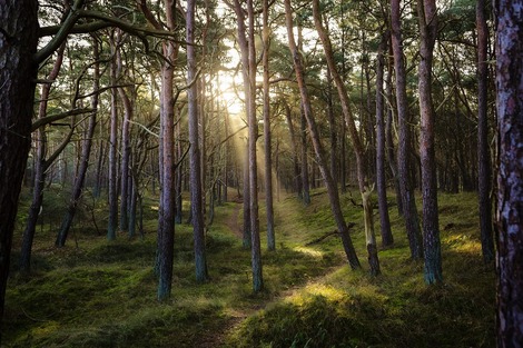 Ill. Forêt résiliente III : 380 projets pour préparer la forêt de demain