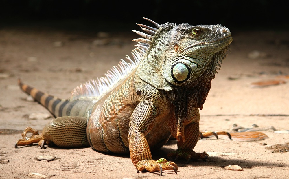 Commerce illégal des animaux exotiques : enquête publique - clôturée