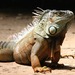 Commerce illégal des animaux exotiques : enquête publique - clôturée