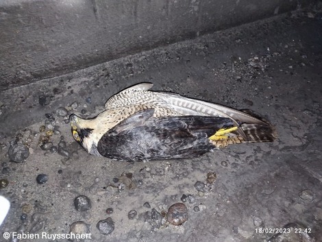Ill. Le point sur la situation de la grippe aviaire en 2025