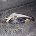 Le point sur la situation de la grippe aviaire en 2025