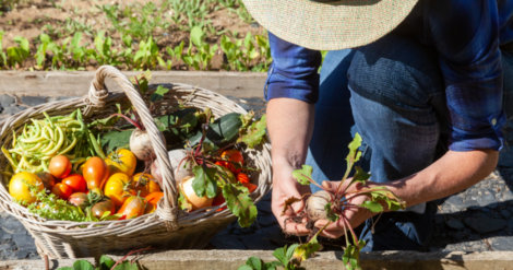 Ill. Jardinage : primes régionales pour l'analyse de sol, de fruits ou de légumes