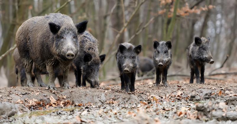 Peste porcine africaine : état des lieux