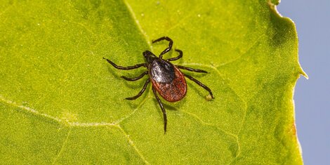 Ill. Des tiques dans votre jardin ?