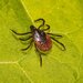 Des tiques dans votre jardin ?