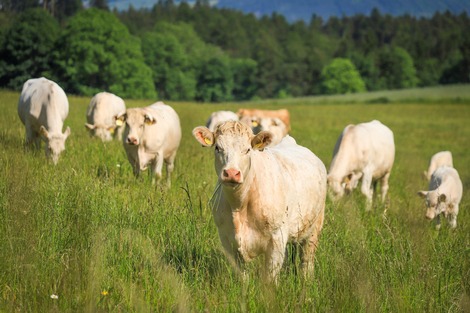 Ill. Fièvre catarrhale : vaccination des ruminants domestiques - le point sur les ruminants sauvages