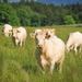 Fièvre catarrhale : vaccination des ruminants domestiques - le point sur les ruminants sauvages