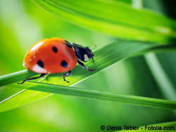 alternatives aux pesticides.jpg