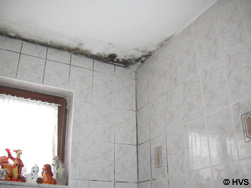 moisissure mur.jpg