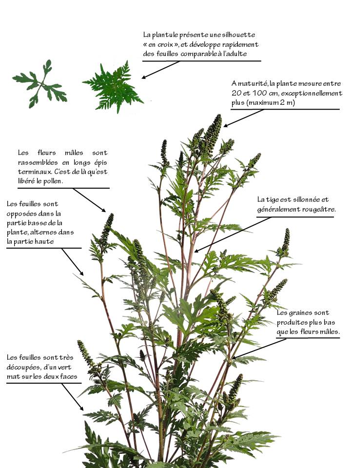 Reconnaissance_Ambrosia_artemisiifolia.JPG