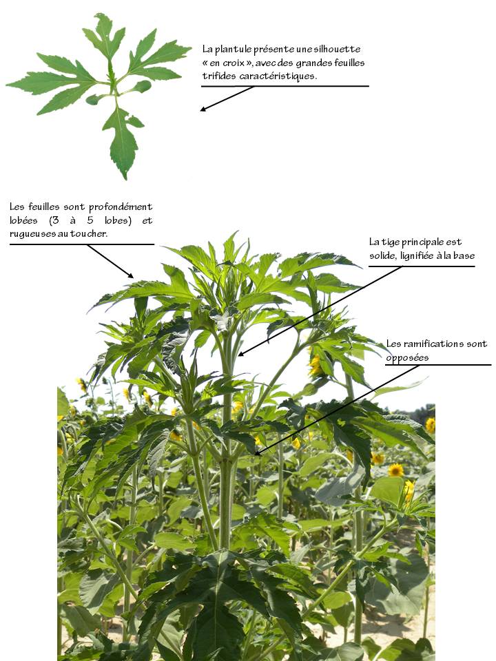 Reconnaissance_Ambrosia_trifida.JPG