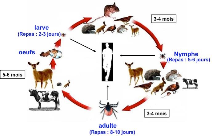 A la recherche d'un hôte.jpg