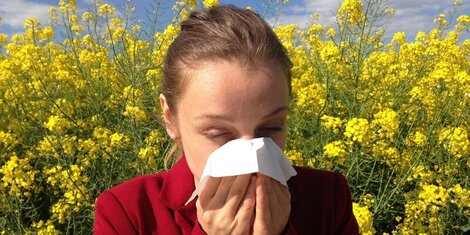 Ill. Début de la saison pollinique des graminées