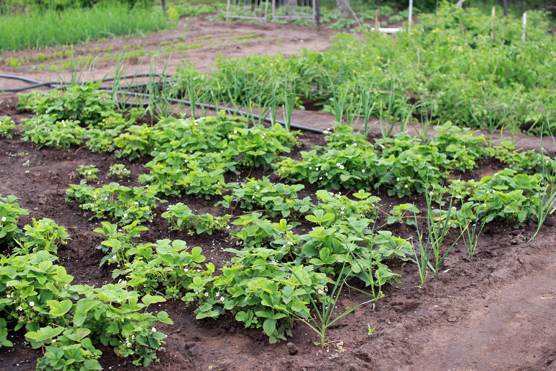 jardin_sanisol.jpg