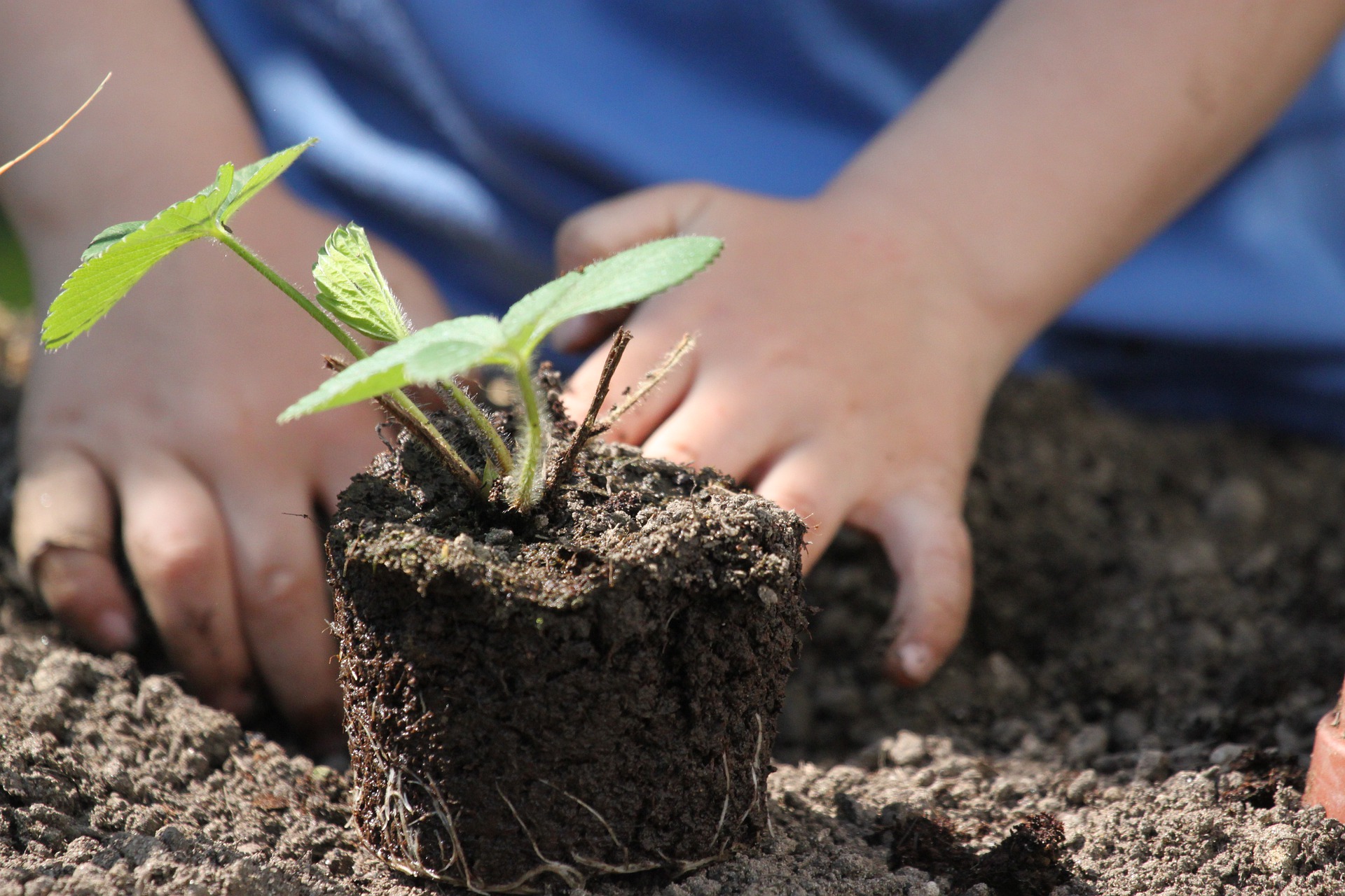 plant-4960823_1920.jpg