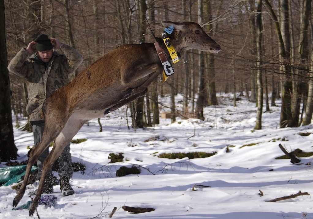 chasse_couronne_marquage3_severin_pierret.jpg