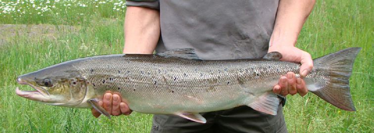 saumon atlantique.png