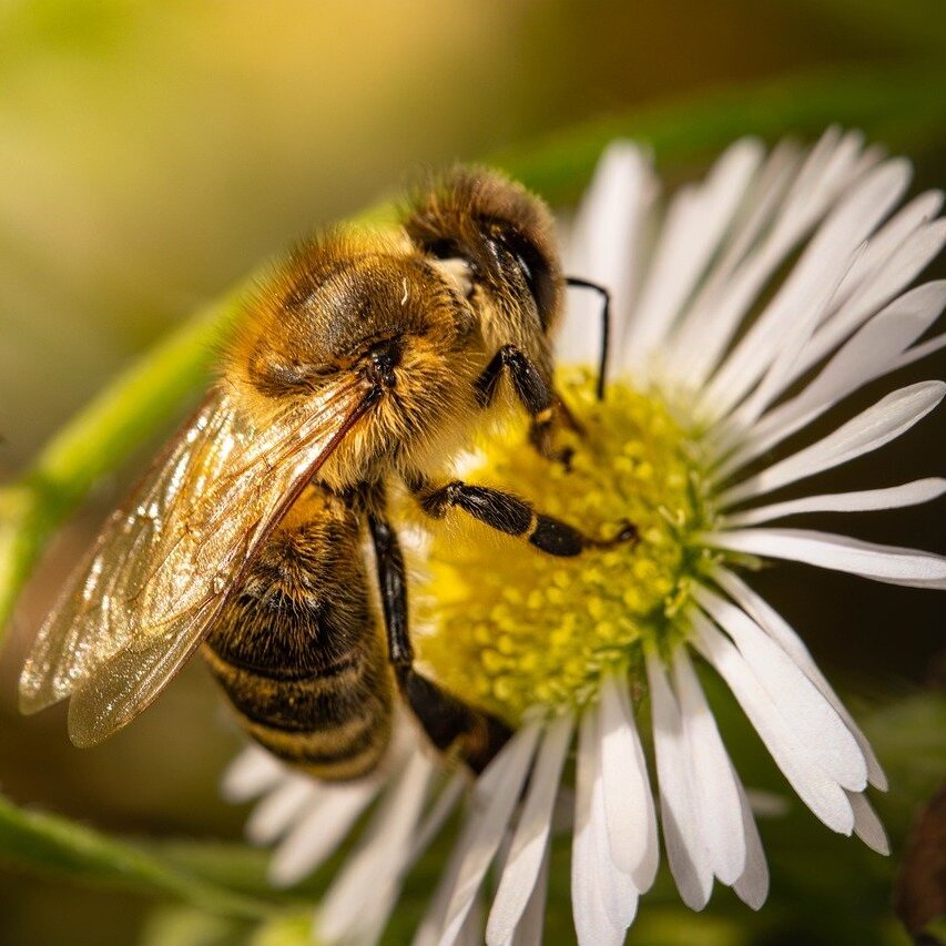 abeille-carre.jpg