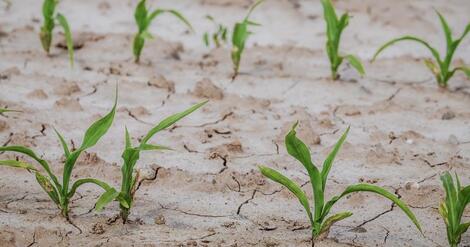 Ill. La sécheresse de l’été 2022 reconnue comme calamité agricole