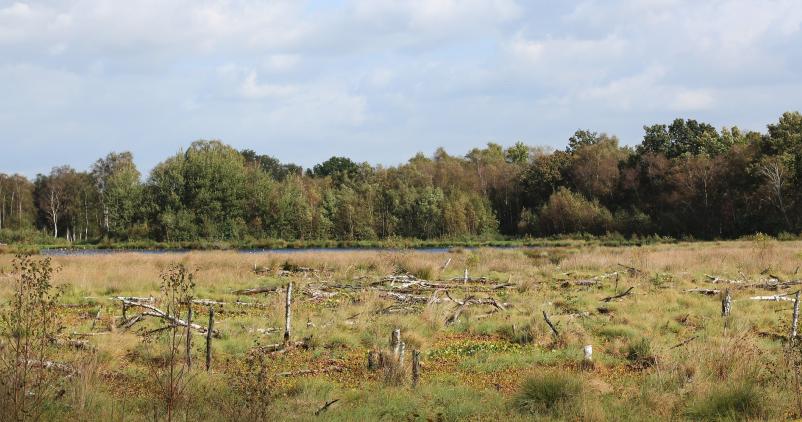 Un nouveau projet européen pour préserver les tourbières de Lorraine belge