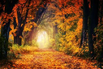 chemin en forêt