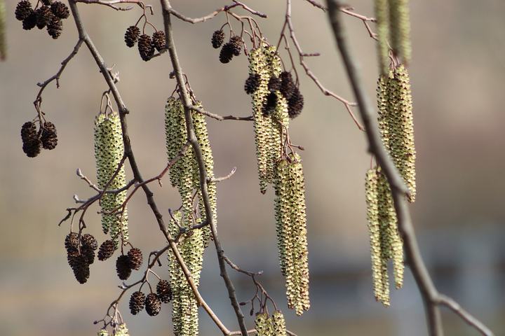 Alnus-glutinosa.jpg